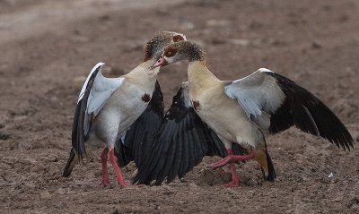 Egyptian Geese flight over a female