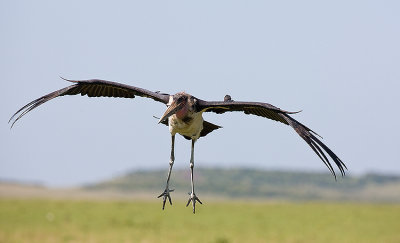 Marabou Stork in Flight