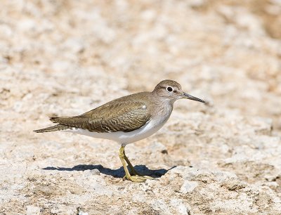 Common Sandpiper