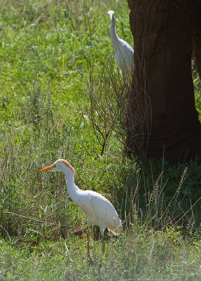 Cattle Egret with elephant