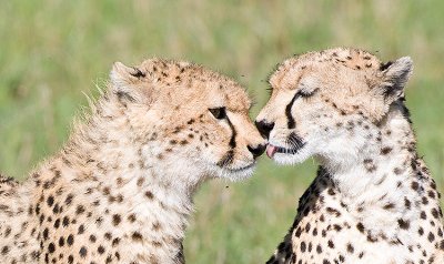 Cheetah Babies Licking