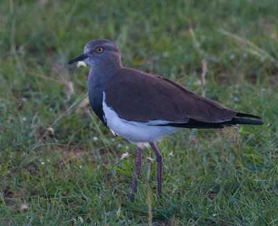 Black-winged Plover