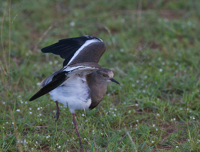 Black-winged Plover