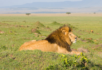 Male Lion look over his lands