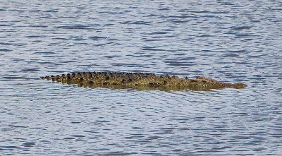 Crocodile cruising