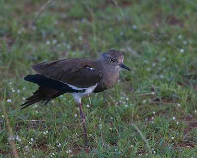 Black-winged Plover