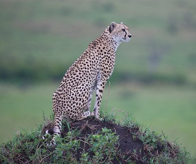 Cheetah seaching for a kill at dusk