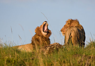 Lions at Dawn after a kill