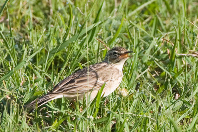 Grassland Pipet