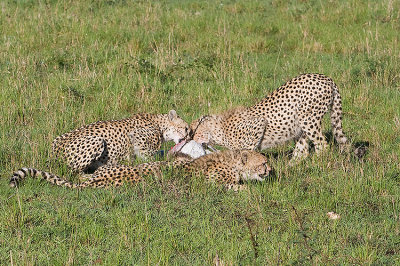 3 brothers eating the kill they got after driving Cheetah mom and babies away