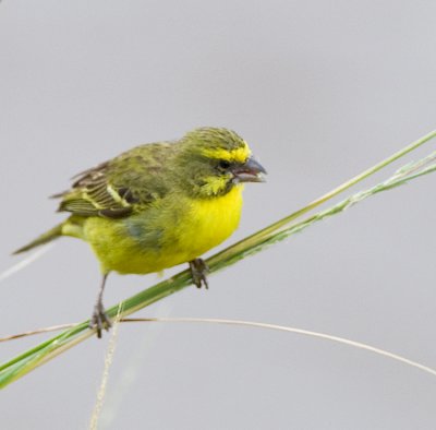 Yellow-fronted Canary