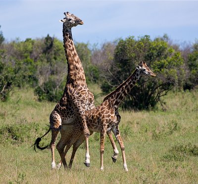 Giraffes conceiving