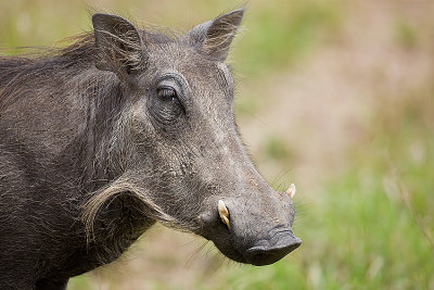 Common Warthog