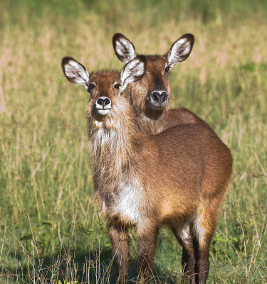 Waterbuck