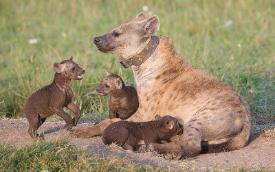 Hyena Mom and babies