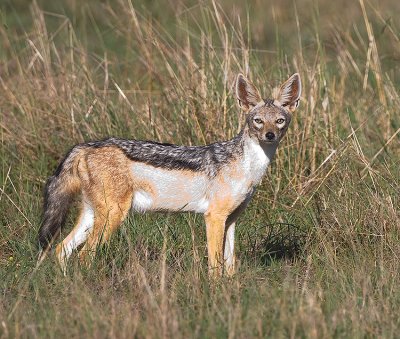 Black-backed Jackel