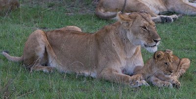 Female Lion watches over cub