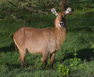 Waterbuck