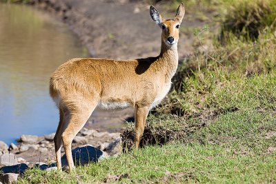 Reedbuck