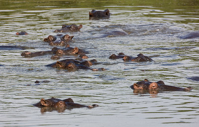 Hippos staying in water on a hot day