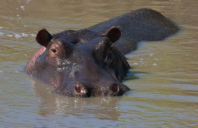 Hippo relaxs in water