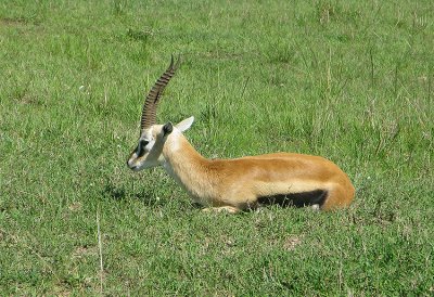 Thomson's Gazelle sitting