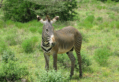 Grevy's Zebra