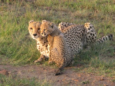 Cheetah mom and cub