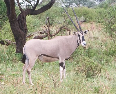 Belisa Oryx