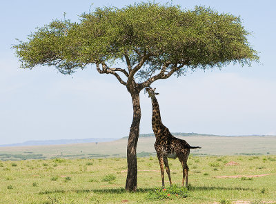 Giraffe eats