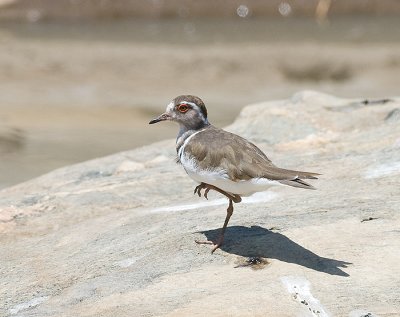 3-banded Plover on one leg