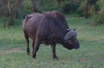 Cape Buffalo