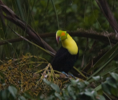 Keel-billed Toucan looks forward