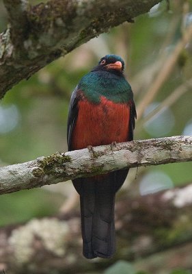 Slaty-tailed Trogon