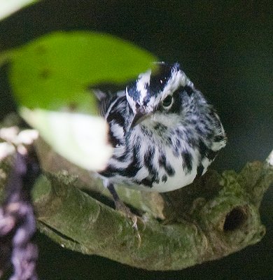 Black and White Warbler