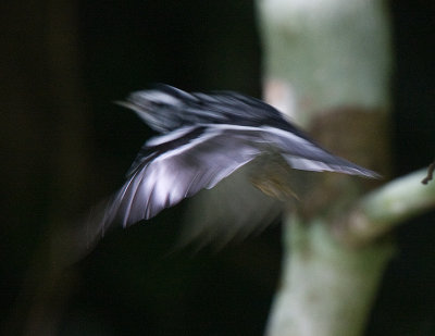 Black and White Warbler on the wing