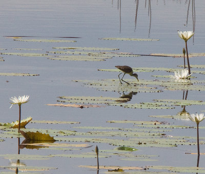 Northern Jacana,juvenile