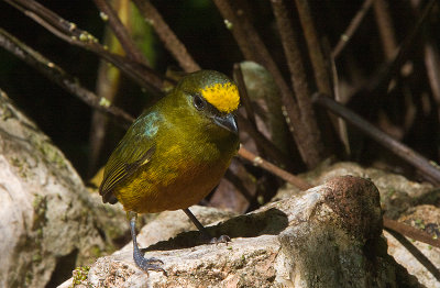 Olive-backed Euphonia