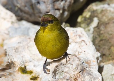 Olive-backed Euphonia