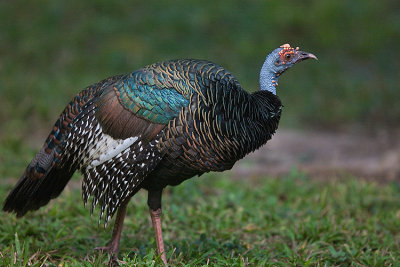 Ocellated Turkey