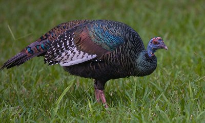 Ocellated Turkey