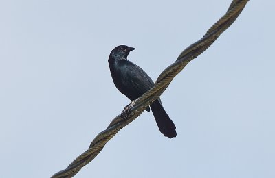 Meliodious Blackbird
