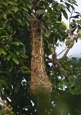 Montezuma Oropendola nest