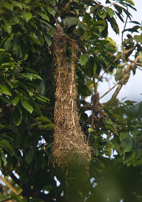 Montezuma Oropendola nest