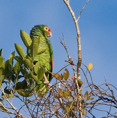 Red-lored Parrot