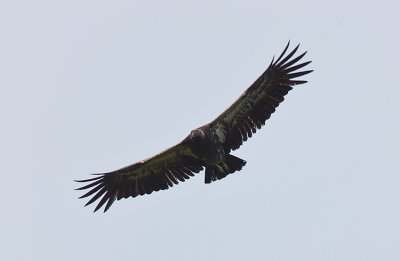 King Vulture,immature