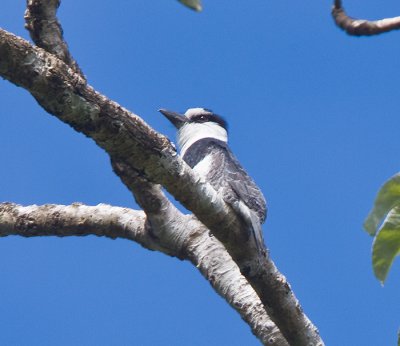 White-necked Puffbird