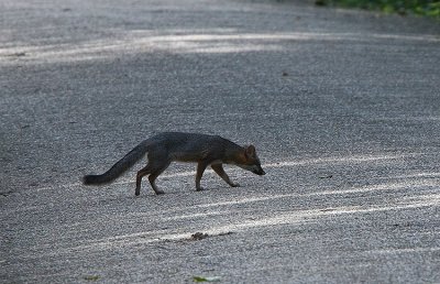 Grey Fox