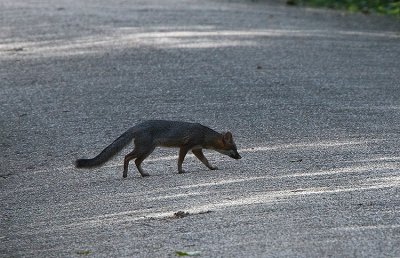 Grey Fox