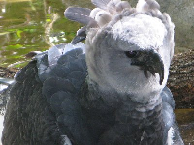 Harpy Eagle